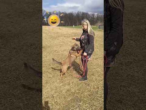 Radosny pies, bez 🏠