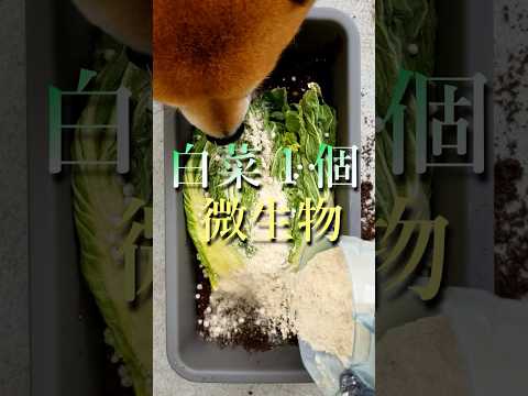 園芸 集団堆肥化