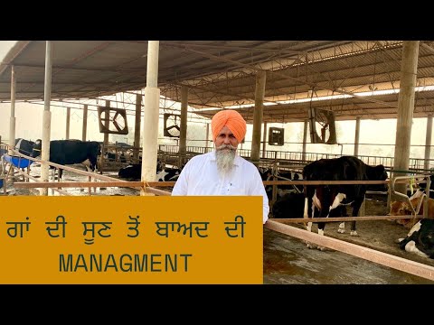 , title : 'HOW TO MANAGE COW AFTER GIVING BIRTH TO CALF| HINDI | AULAKH DAIRY FARM | RAMPURA PHUL| BATHINDA |'