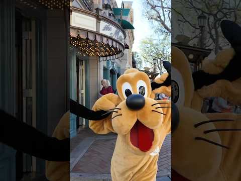 Love seeing Pluto in the mornings at Disneyland #pluto #disneyland #disneyparks #disneylandpark