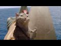 The Chronicles Of Narnia Reepicheep 1