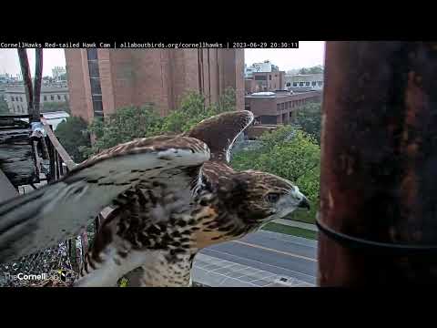 Final #CornellHawks Fledge of 2023 Sees M3 Reunite With Siblings! June 29, 2023