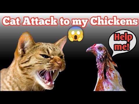 Cat Attack to My Chickens || Wonderful Hatch
