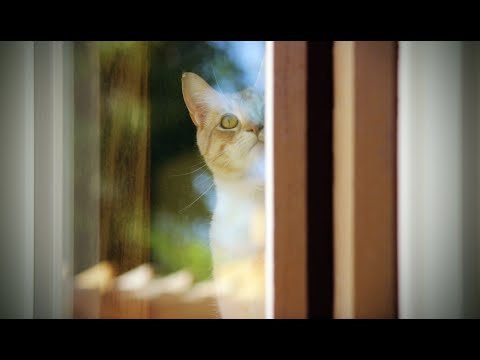 STEM Chats: Indoors cats vs. Outdoor cats