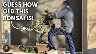 Pruning an Ancient Collected California Juniper Bonsai Tree!