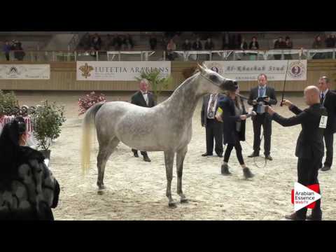Deauville Arabian Cup 2016 - Mares 4-7 y.o. (4) - 2nd place: n°33 ERMONIA