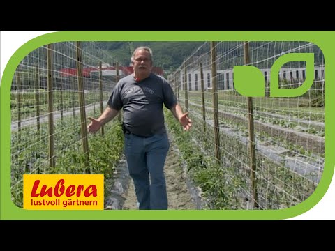 , title : 'Die Tomatenzüchtung bei Lubera'