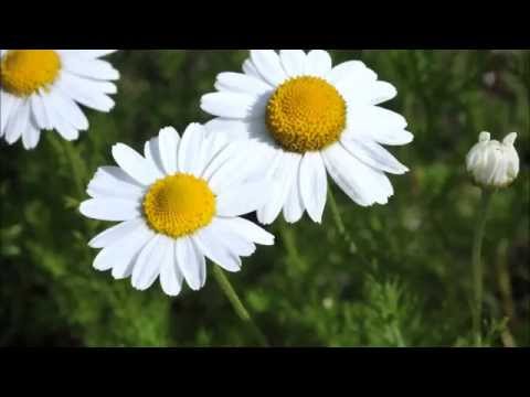 hämorrhoiden, analekzem juckreiz natürliche behandlung (kein geldmacherei !!!!!)