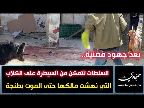 بعد جهود مضنية.. السلطات تتمكن من السيطرة على الكلاب التي نهشت مالكها حتى الموت بطنجة