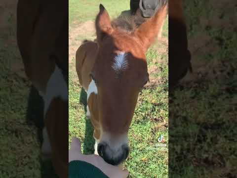 Too #CUTE ! #foal #horse #cute #shorts #shortvideo