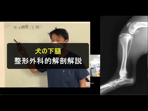 犬の足の解剖学