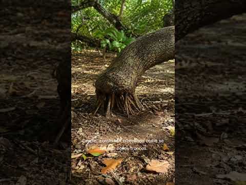 Parece uma floresta, mas é uma árvore! O maior cajueiro do mundo fica no Brasil #RioGrandeDoNorte