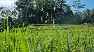 Download lagu Nature Rice Fields View and Voices! 30 Seconds Video No Copyright. mp3
