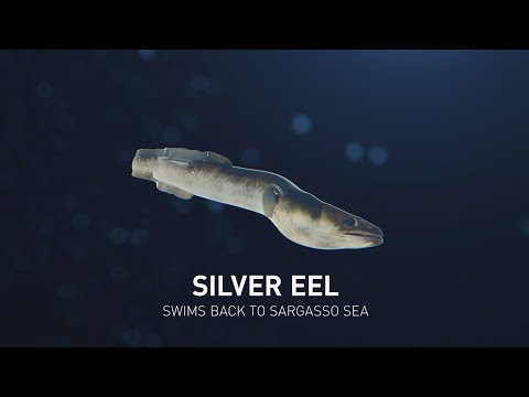 3D Science animation - The lifecycle of the Silver Eel