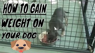 homemade dog food to gain weight