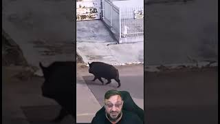 Javalis circulando no meio urbano em Soledade #biologohenrique #animais #javaporco #biologo