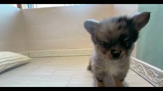 ハーフ犬の動画01