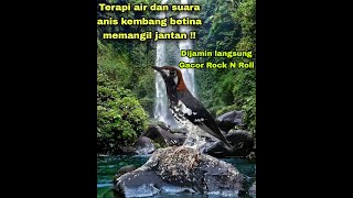 Download lagu Terapi suara Anis kembang betina memanggil jantan mp3