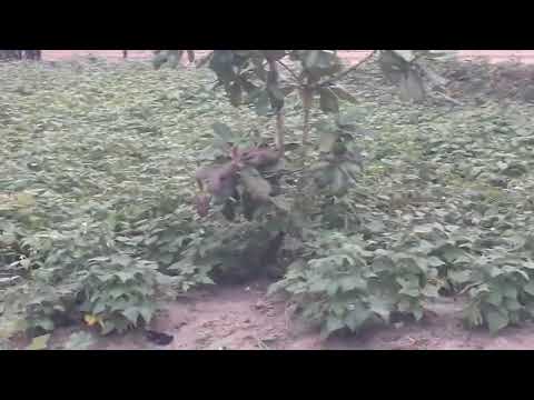 Chuva com fossa na Bahia região de Olindina Bahia 