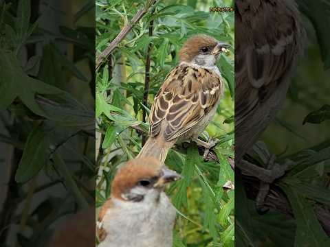 庭の鳥は何を食べますか