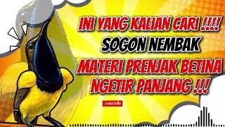 Download lagu MASTERAN SOGON‼️ NEMBAK PRENJAK BETINA NGENTIR PANJANG #sogon #sogongacor #sogokontong mp3 Download lagu MASTERAN SOGON‼️ NEMBAK PRENJAK BETINA NGENTIR PANJANG #sogon #sogongacor #sogokontong mp3