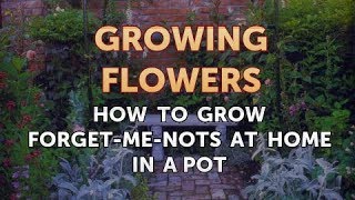 How to Grow Forget-Me-Nots at Home in a Pot