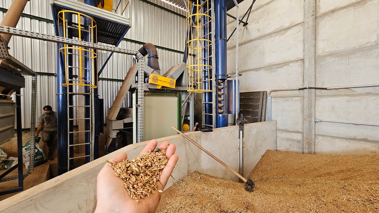 CLASSIFICAÇÃO DA SEMETE DO TRIGO