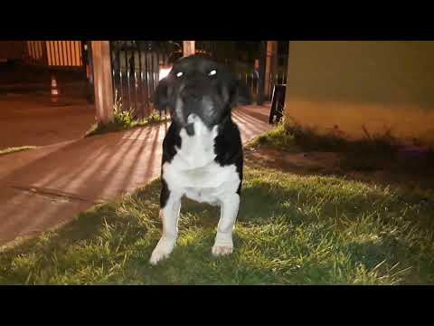 "Perro comunitario de Los Faldeos de la Viña II"