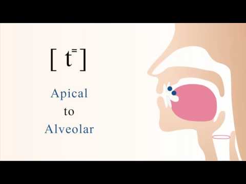 [ t⁼ ] unvoiced unaspirated apical alveolar stop Video