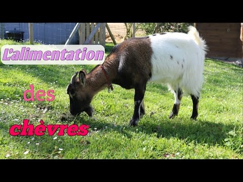 , title : 'L'ALIMENTATION des chèvres chez soi'