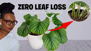 Calathea Orbifolia: Soil to Semi Hydroponics with Zero Leaf Loss (9 New Leaves in One Month)