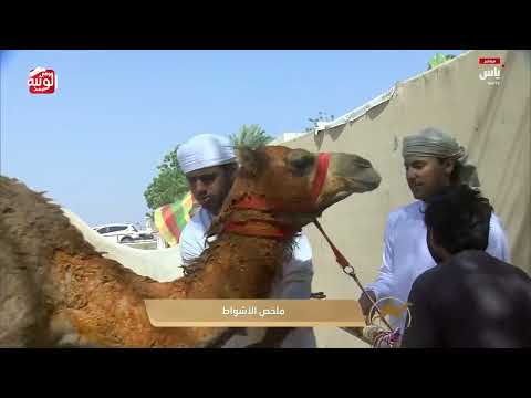 ملخص السباق , تسعيرة بن حماد الشامسي 2026/04/18 فطامين 