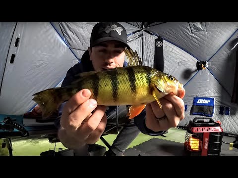 Jumbo Perch in Minnesota – First Ice Series (#6)