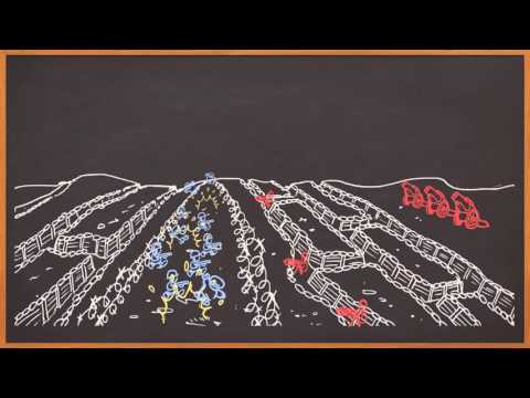 De Eerste Wereldoorlog (1914-1918)