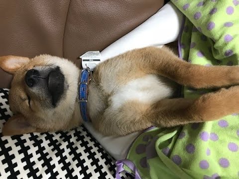 犬のいびき:一体何が原因なのでしょうか?