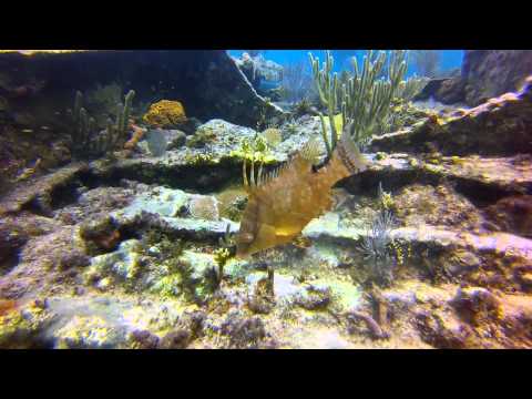 Hogfish Changing Color at the City of Washington Wreck Video