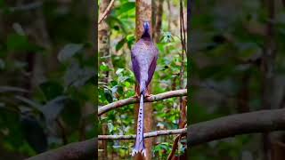 Download lagu Burung termahal di dunia suaranya bikin merinding seketika bunyi! mp3 Download lagu Burung termahal di dunia suaranya bikin merinding seketika bunyi! mp3