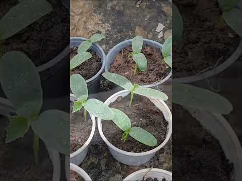How to grow cucumbers in pots, harvest many times