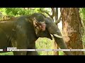 അരിക്കൊമ്പനെ പൂട്ടാൻ എത്തുന്നത് മുത�