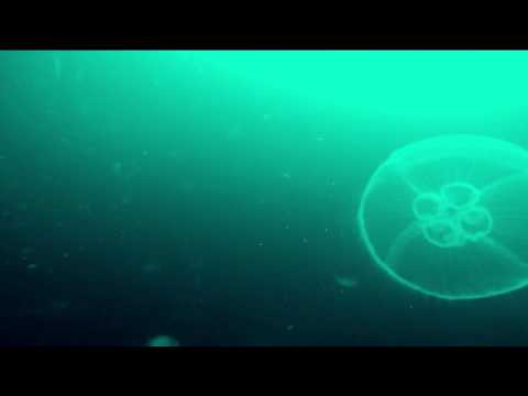 Moon jellyfish filmed by Gladius underwater drone