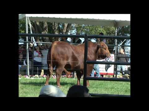 06 CORRAL DE GUARDIA: EL TRADICIONAL REMATE DE LA SARAH CUMPLIÓ 40 AÑOS