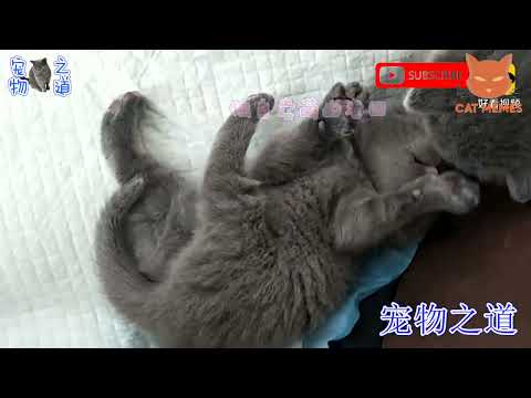 смешные видео про кошек , собак и животных | funny videos about cats 13  #cat #animals #funnycats