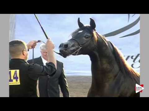 N.214 D SA’EE - Ajman 2016 - Colts 3 years old (Class 9)