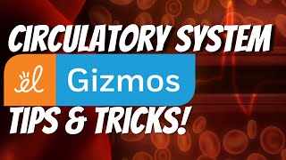 Tips for Using the Circulatory System Gizmo from ExploreLearning