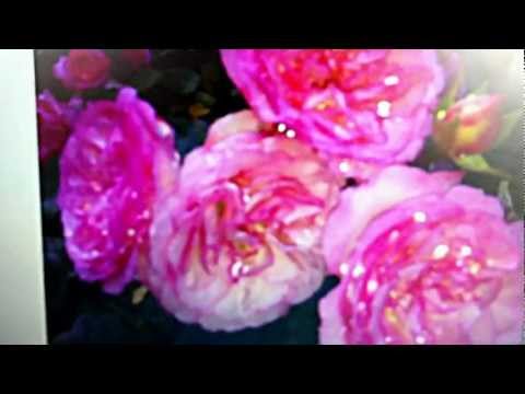 Flo Rida-Whistle (Blumen Version) By Rocki♥