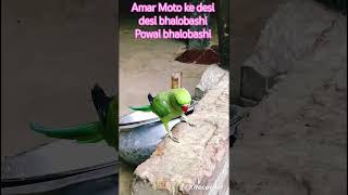 Download lagu Mithun short video Mithun Bhalobasa #nonstoptalkingparrot #talkingparot #hindudeity mp3