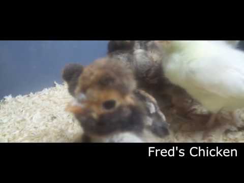 , title : 'Padua Gold Baby Chicks-Fred's Chicken'