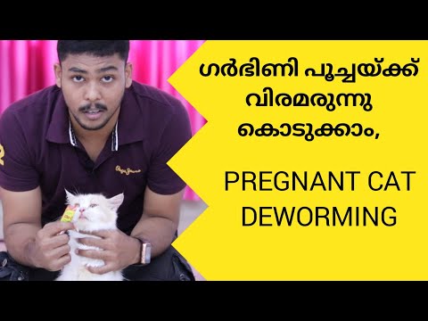 ഗർഭിണി പൂച്ചയ്ക്ക് വിരക്കുള്ള മരുന്ന് കൊടുക്കാം | How To Deworm A Pregnant Cat Malayalam