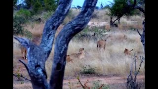 Lions leave Naledi. africamLIVE 16 April 2024