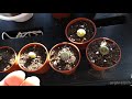 Lithops Succulent From Dutch Intratuin Haul